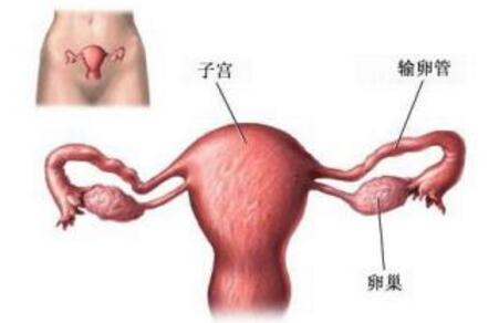 输卵管堵塞临床表现以及分级